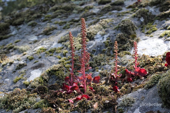 Hängendes Nabelkraut (Umbilicus rupestris)